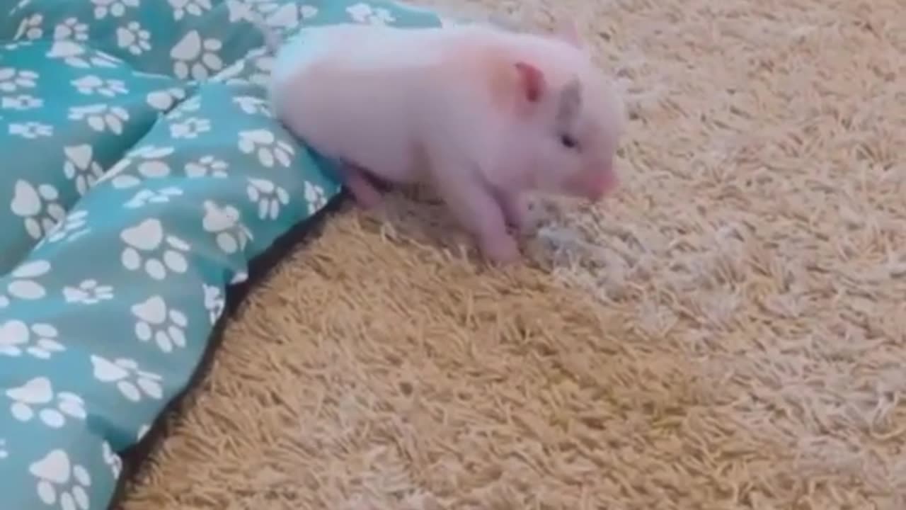 Cute piglet funny dancing video