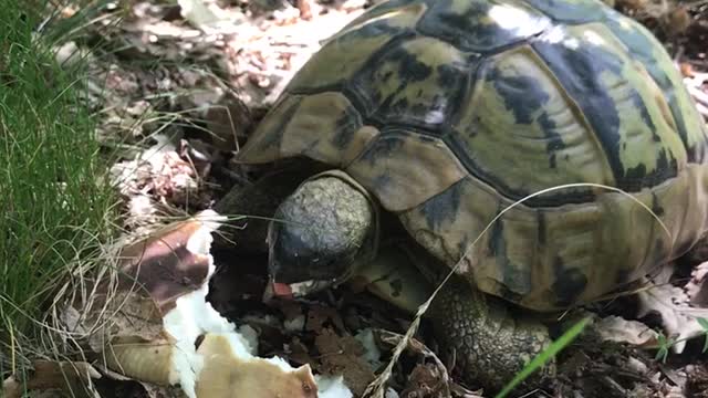 Turtle lunch time!