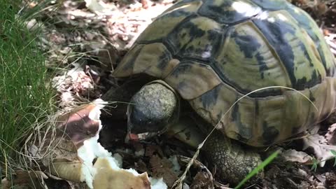 Turtle lunch time!