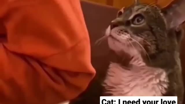 Funny cat video