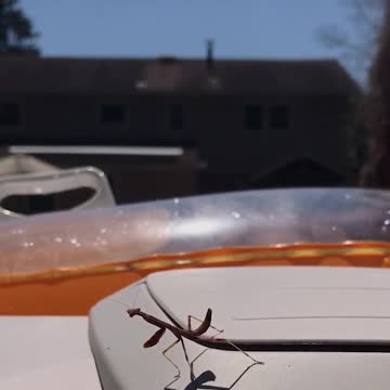 Man Fights For His Life After Giant Insect Flies INTO His Face