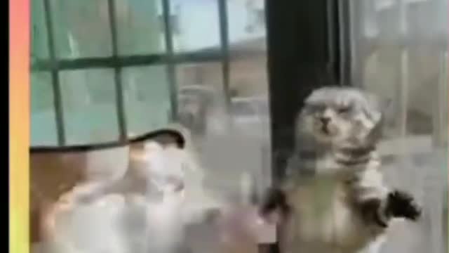 Best Funny Cat Videos Of This Week