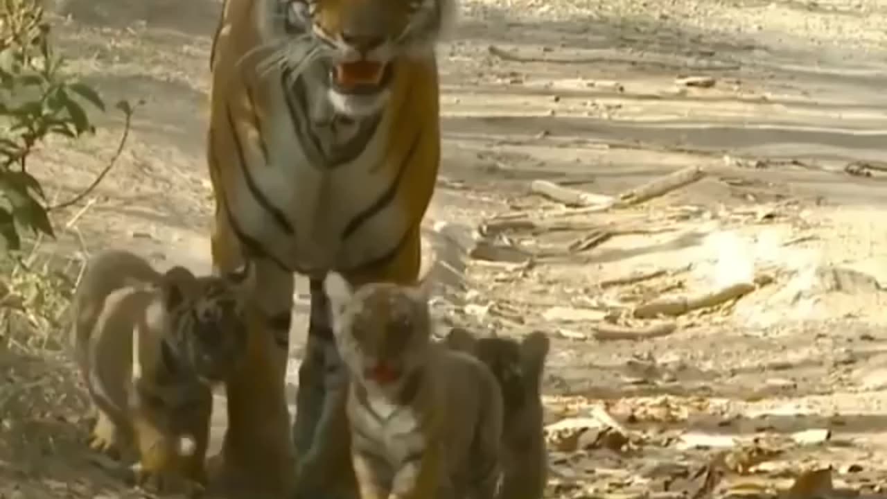 Tiger working with baby tiger| bigcat tigerlovers