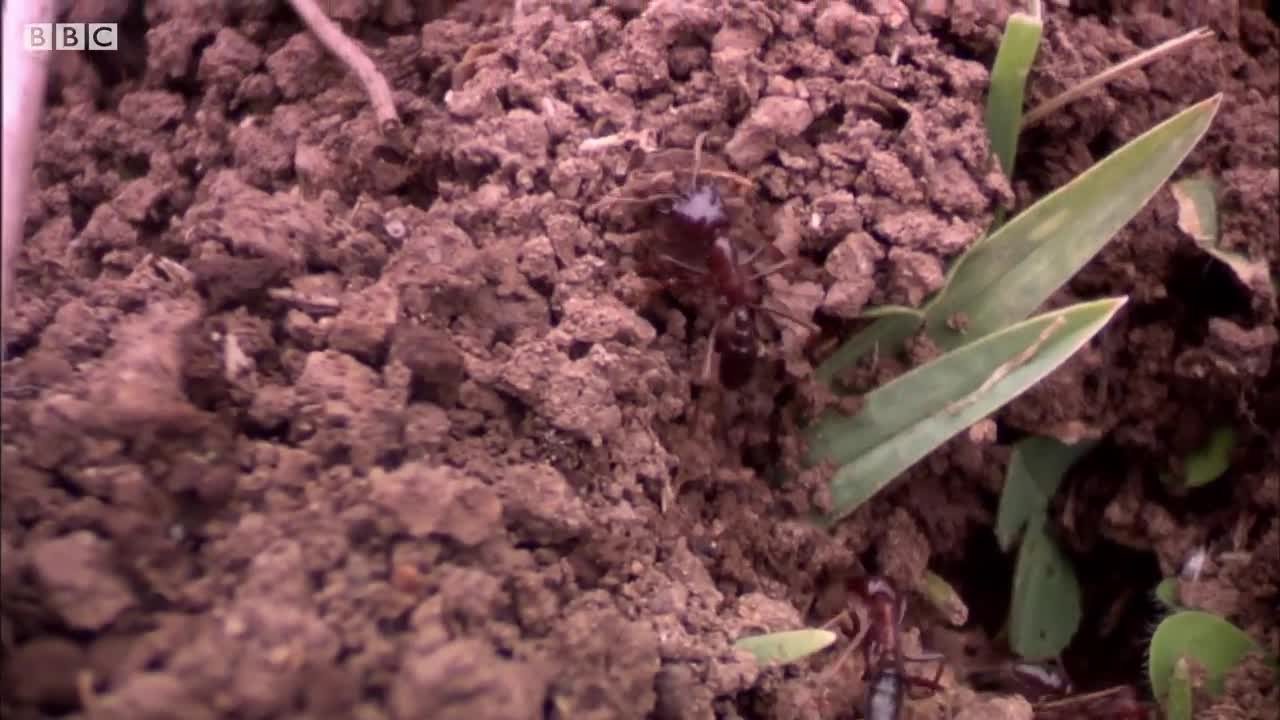 Building a New Home | Natural World: Ant Attack | BBC Earth