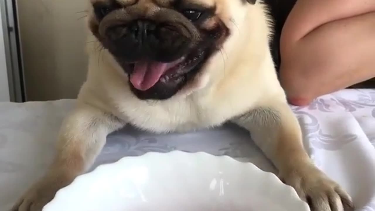 Cute and funny animals