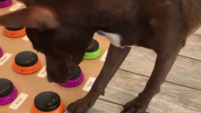 A smart dog asks to feed her and makes suggestions.