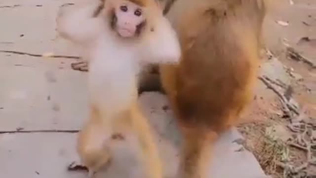 Monkey dance funny video