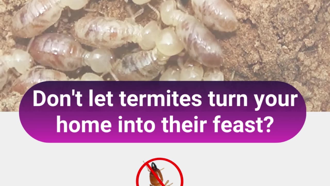 Best Termite Control in Chennai