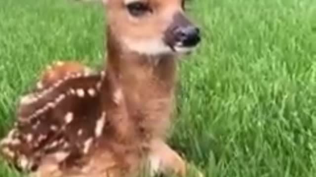 The baby deer crying