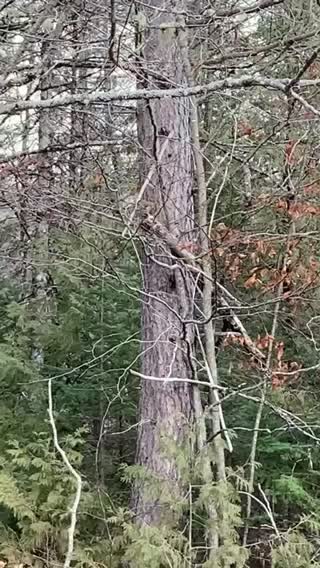 Snitchmunk!! Telling on me