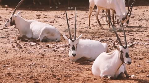 Wild Goats, Mongolia