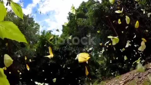 Butterfly flying slow motion😍