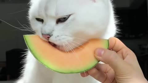 How many licks does it take to get to the centre..