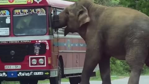 Elephants stop cars and ask people for food