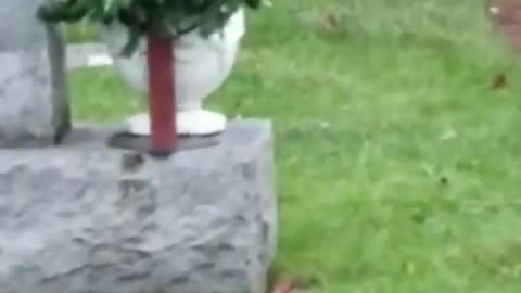 DOG LAYS NEXT TO HIS NOW DECEASED OWNER’S TOMBSTONE AND DOESN’T WANNA LEAVE