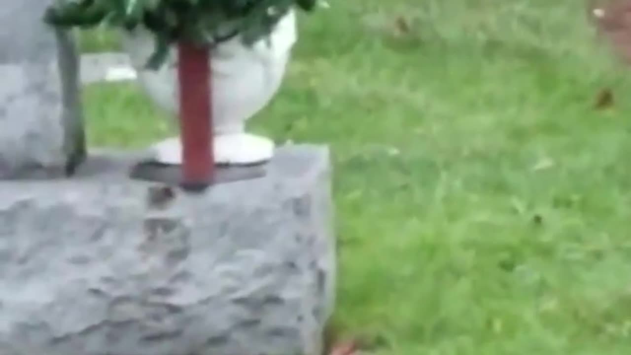 DOG LAYS NEXT TO HIS NOW DECEASED OWNER’S TOMBSTONE AND DOESN’T WANNA LEAVE