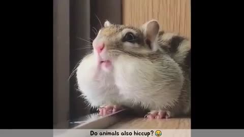 So Cute Act Of ANIMALS