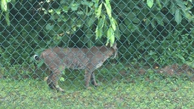 Bobcat Makes Visit to Florida Backyard