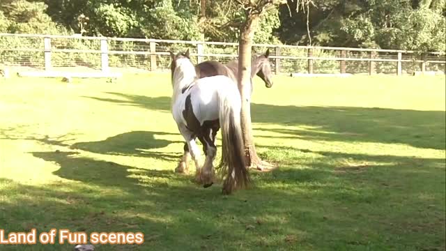 Male Horse get a good kick for trying mate female