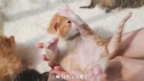 cute baby cat