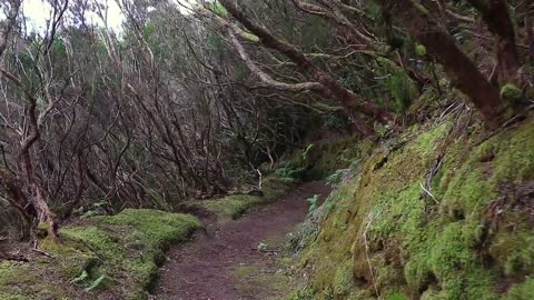 WALKING ALONE IN A MYSTIC JUNGLE