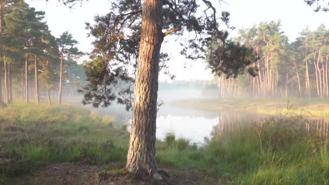 Background Nature Video (No Sound, No Music) - Free Stock Footage