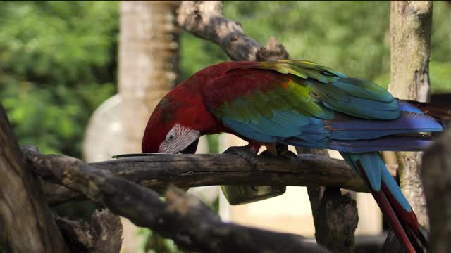 Macaw parrot feeding on a branch