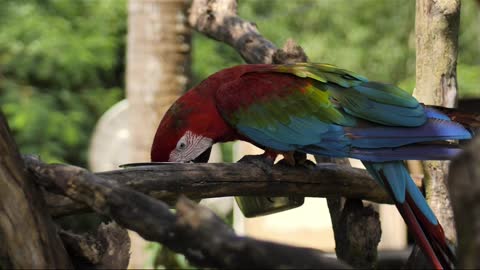 Macaw parrot feeding on a branch