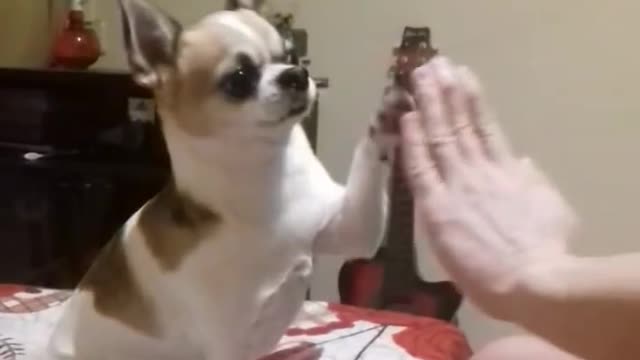 Puppy High Fives