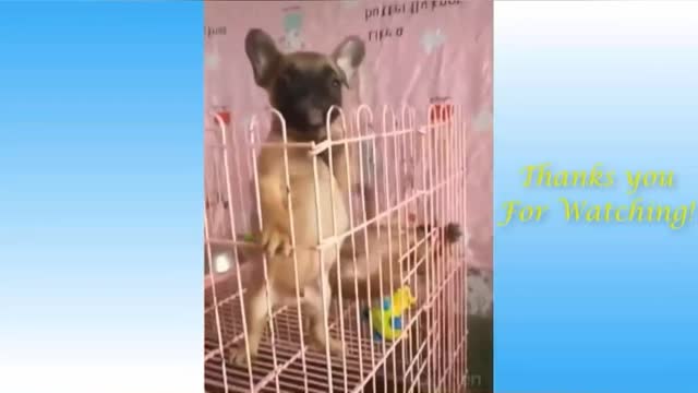 funny videos of cats and dogs (8/10)