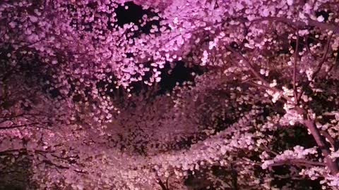 Amusement Park Cherry Blossom Festival