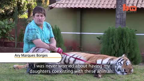 Living With Tigers: Family Share Home With Pet Tigers ,l,,,