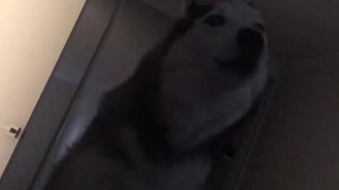 Husky 6am Morning Call