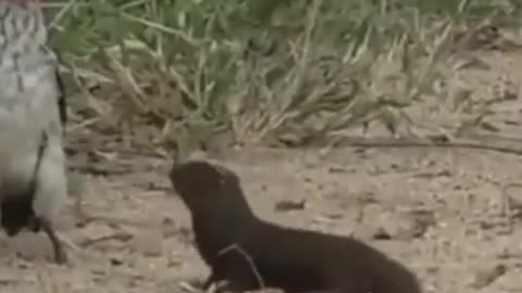 Mongoose Playing Dead in Front of a Horn Bill #shorts #viral #shortsvideo #video