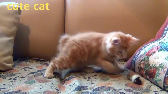 The most beautiful naughty cat....#cute cat