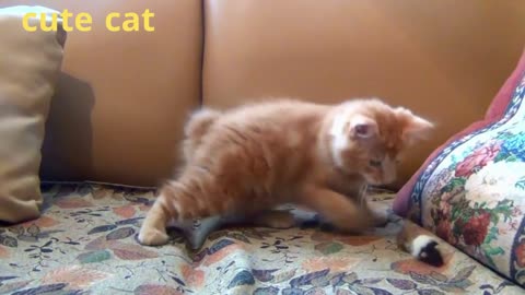 The most beautiful naughty cat....#cute cat