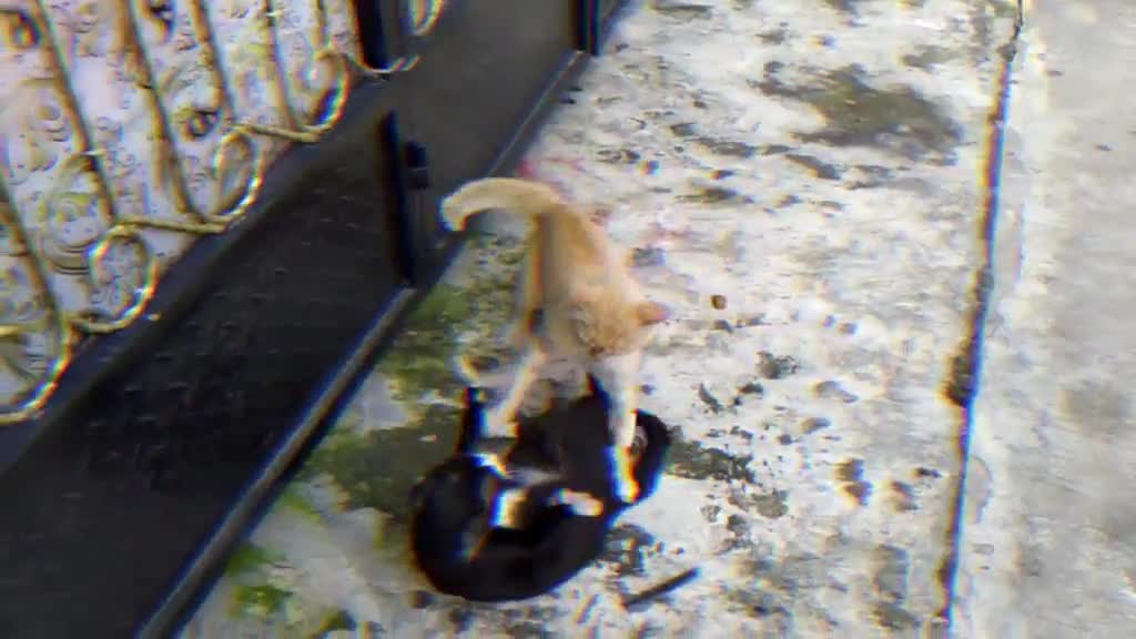 yellow cat and black cat are fighting for power