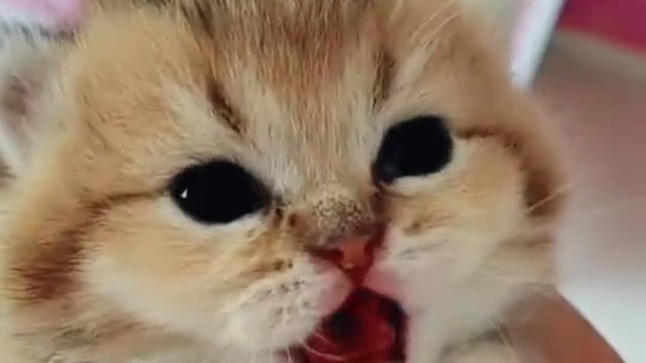 Follow the page to get such videos. how cute. i like cat.