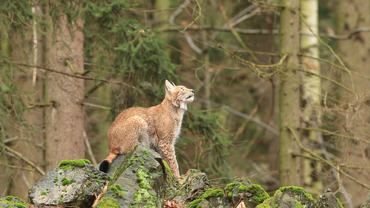 CuteAnimals Tv show #@cute tiger baby walking in Forest