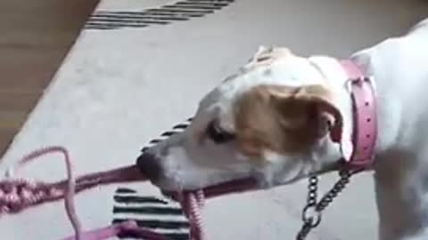 Puppie sisters playing tug of war