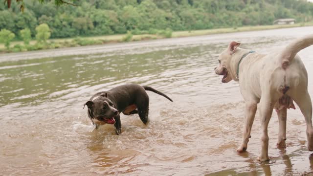 two dogs fooling around in the water