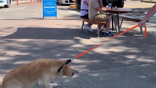 Stubborn dog