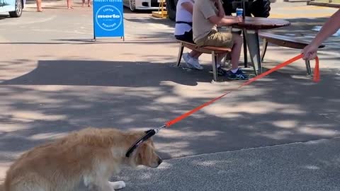 Stubborn dog