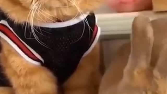 Cute And Funny Pets Video Compilation You will never Forget