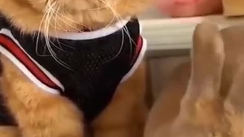 Cute And Funny Pets Video Compilation You will never Forget