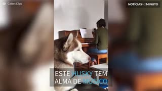 Husky canta quando dona toca piano