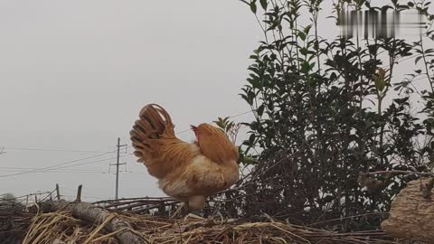 A particularly decent rooster was found, and he took care of his feathers meticulously