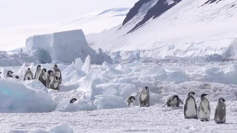 Emperor penguin chicks moving to the sea ice edge