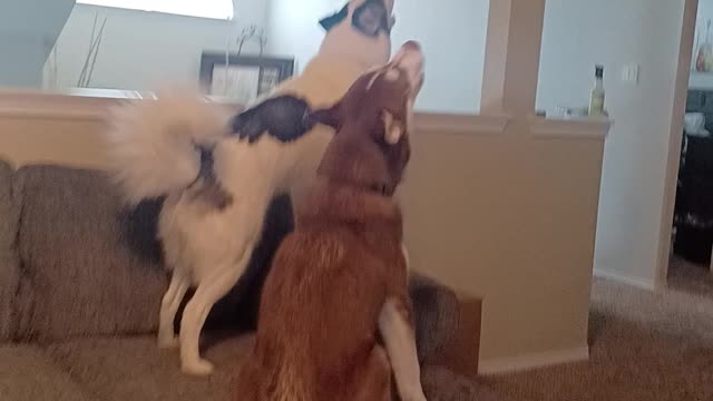 Vocal Husky brothers trying to outdo each other