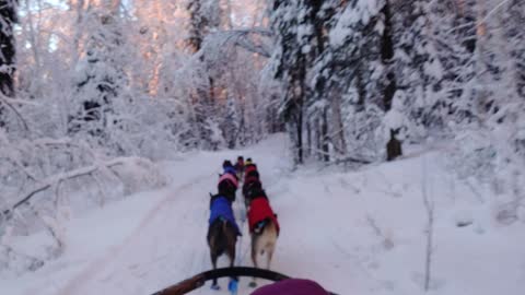 Wild Alaska - Dog Sledding at -40